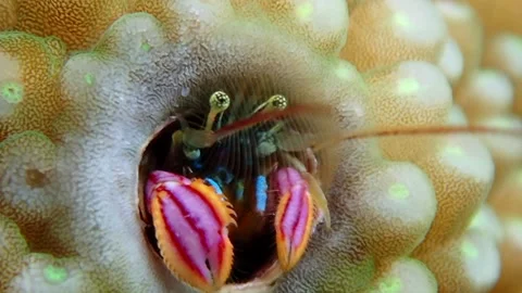A tiny Solomon Islands Hermit crab. Stock Footage 304484785