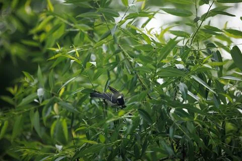 A Tiny Songbird Hiding in the Willow Tree Stock Photos