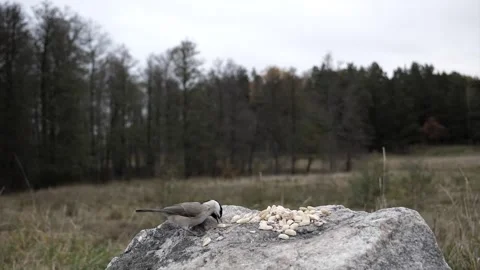 A tiny songbird tries to pick up two nuts at once. Stock-Footage 256150601