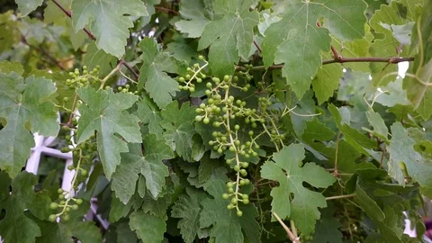 Tiny sour grapes on the vine, raw grapes, Stock Footage 111774565