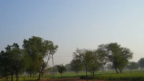 Tiny sparrows taking off on the sky with richest tree. Beautiful nature shot  Stock Footage 149037789