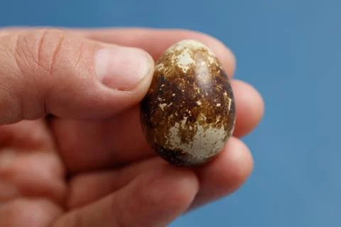 Tiny speckled egg in hand, set against clean blue backdrop Stock Photos