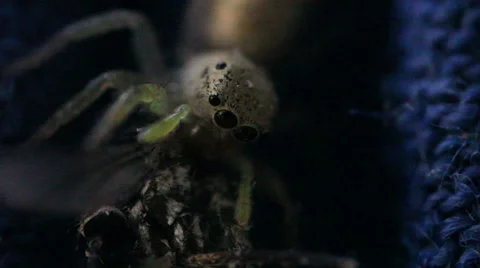 Tiny Spider and Mosquito Extreme Close Up Stock Footage 51527743