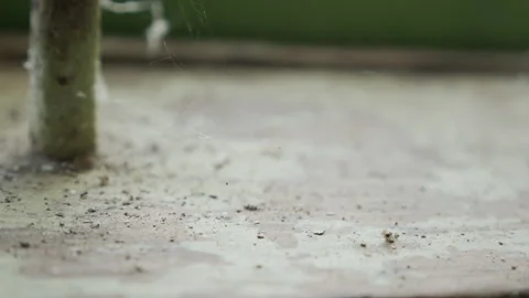 Tiny spider and webs on window 4K footage Video stock 140829166