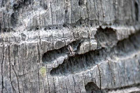 Tiny Spider Blending into Rugged Tree Bark Stock Photos