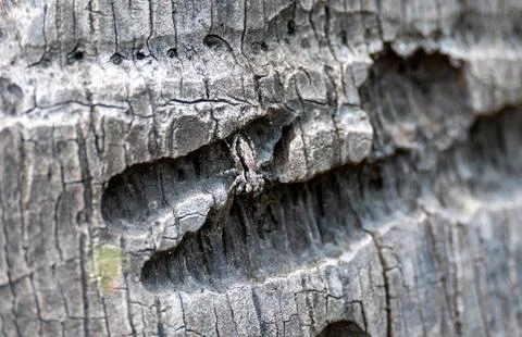 Tiny Spider Blending into Rugged Tree Bark Stock Photos
