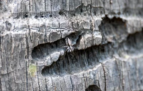 Tiny Spider Blending into Rugged Tree Bark Stock Photos