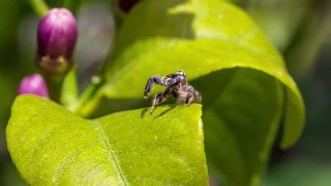 Tiny spider on blooming lemon tree prepares to jump to upper leaf. Stock Footage 90058823