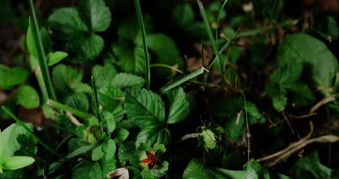 A tiny spider can be observed amidst the blades of grass, weaving its Stock Footage 245425906