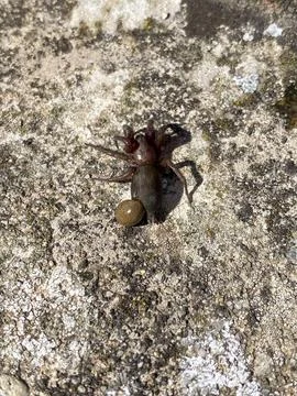 Tiny Spider Carrying a Large Egg Sac on Rough Textured Surface in Natural 스톡 사진