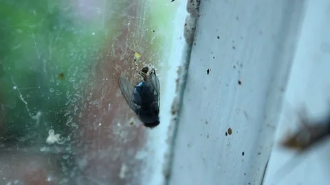 Tiny spider catching promptly fly in its web and eating to survive, food chain Video stock 75908925