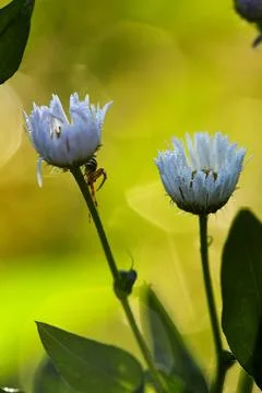 Tiny spider on chamomile flower. Flower Crab Spider. Stock Photos