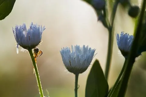 Tiny spider on chamomile flower. Flower Crab Spider. Stock Photos
