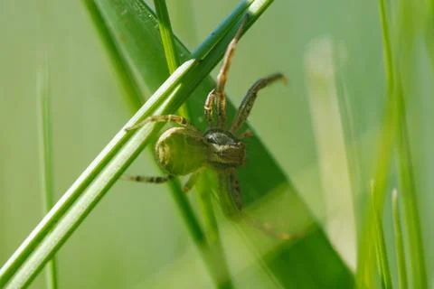 Tiny spider clings to green grass blades Stock Photos