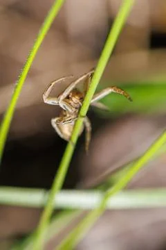 Tiny spider clings to green grass blades Stock Photos