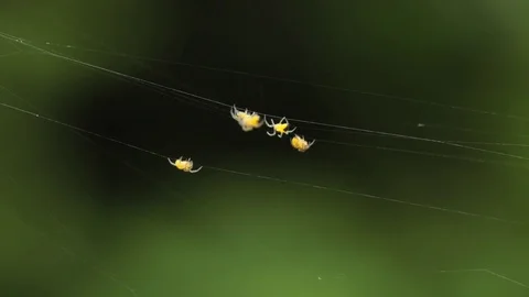 Tiny spider crawling Vídeos de archivo 77011600