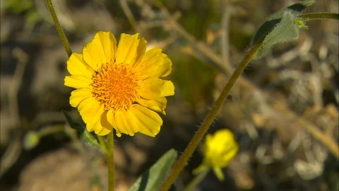 Tiny spider crawls up to Death Valley wildflower 스톡 동영상 87961385