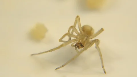 Tiny Spider Like Creature That Is Not Moving Stock Footage 129783953