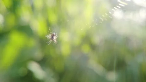 Tiny Spider on Delicate Web with Soft Green Bokeh Vidéo 332997703