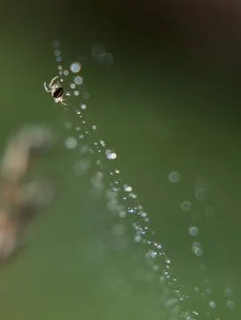 Tiny Spider on Dewy Web with Soft Bokeh Foto stock