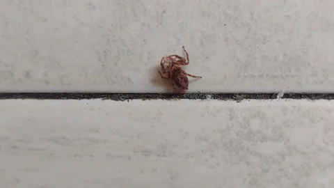 Tiny Spider Eating Something on the Wall Stock-Footage 284332996