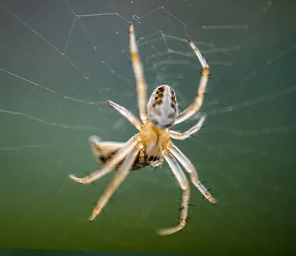 Tiny Spider Eating on Web Small Translucent White Clinging on Cobweb Stock Photos