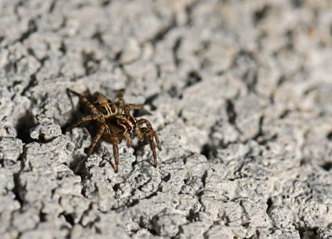 Tiny spider exploring a textured surface in a sunlit outdoor environment 写真素材