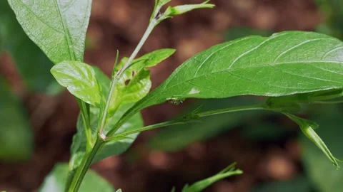 Tiny Spider Exploring Vibrant Tropical Leaf Surface in Extreme Macro Closeup Stock-Footage 334829708