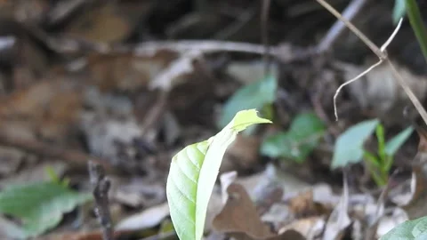 Tiny Spider Exploring the Wild in Natural Habitat Stock Footage 308454010