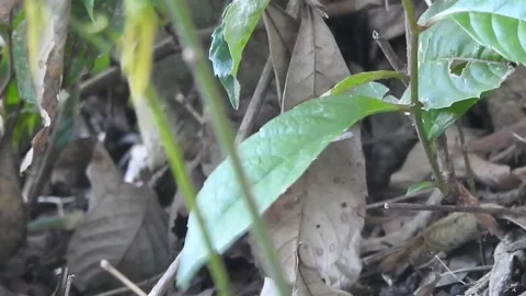 Tiny Spider Exploring the Wild in Natural Habitat Stock Footage 308454029