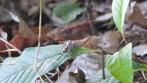 Tiny Spider Exploring the Wild in Natural Habitat Stock Footage 308454031