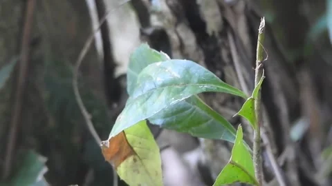 Tiny Spider Exploring the Wild in Natural Habitat Stock Footage 308454049