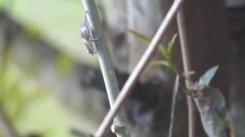Tiny Spider Exploring the Wild in Natural Habitat Stock Footage 308454278