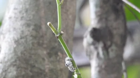 Tiny Spider Exploring the Wild in Natural Habitat Stock Footage 308454279