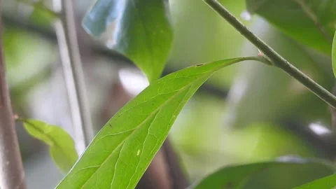 Tiny Spider Exploring the Wild in Natural Habitat Vídeos de archivo 308454291
