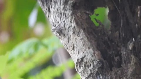 Tiny Spider Exploring the Wild in Natural Habitat Stock-Footage 308454315
