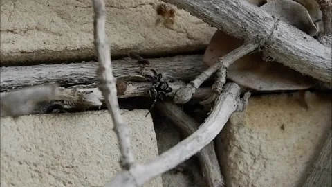 The tiny spider Stock Footage 141388333