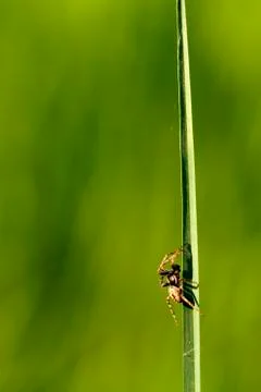 Tiny spider on grass Stock Photos