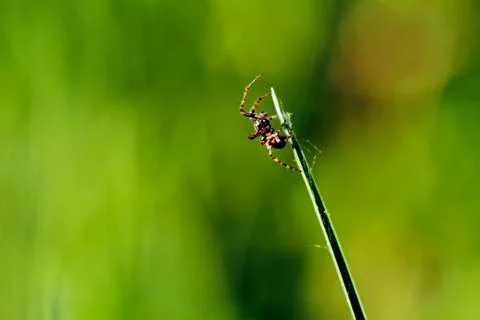 Tiny spider on grass Stock-Fotos