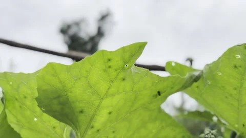 Tiny Spider on Green Leaf Vídeo Stock 343875244