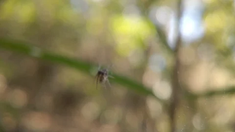 Tiny Spider Hanging in Web in Forest Macro Shot Stock Footage 125947841
