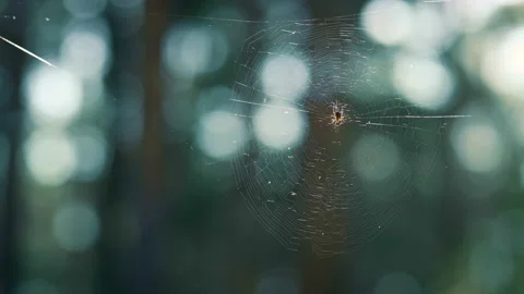 Tiny spider hanging web in green spring season rainforest. Cute creature life. Stock Footage 168580850