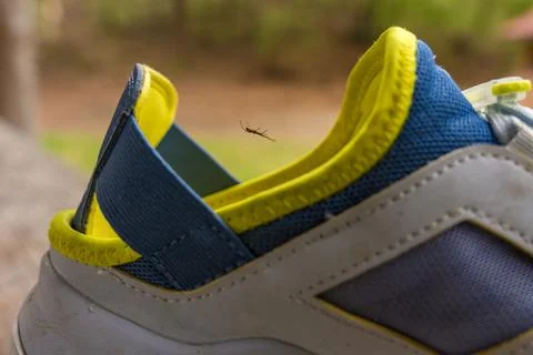 Tiny spider hanging on web near colorful sports shoe - shallow depth of field Stock Photos