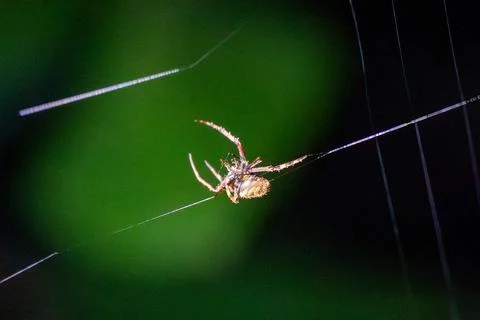 Tiny spider hangs on delicate web strands Stock Photos