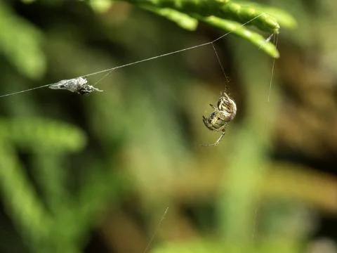 Tiny spider hangs on delicate web, poised for prey Stock Photos