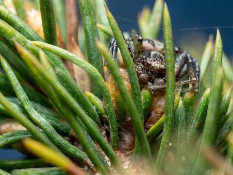 Tiny spider hides among pine needles Stock Photos