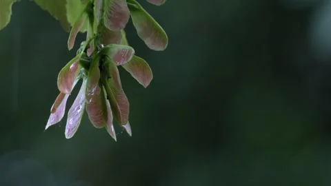 Tiny Spider Hiding in Field Maple Samaras During Rain - 4K Macro Slow Motion Stock Footage 336692914