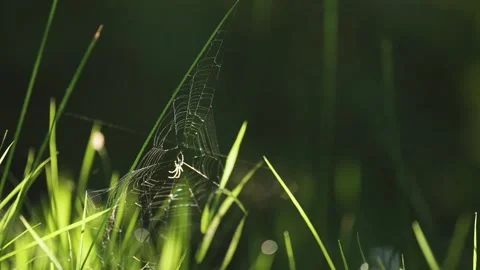 A tiny spider holds to his wispy web in the gust of wind. A close-up Stock Footage 257565383