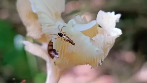 Tiny Spider Jumping Away After Seeing Snail Inside Mushroom Vídeo Stock 334664180