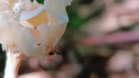 Tiny Spider Jumping Off Mushroom After Ant Disturbance 库存影片 334664192